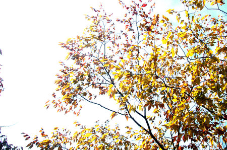 Trees that emit reddish foliage in the autumn blue sky and warm sunlight