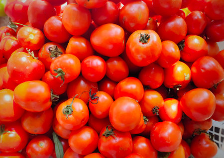 Fresh, ripened truss tomatoes pileの写真素材