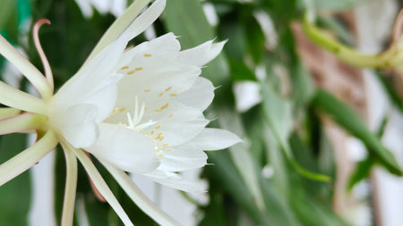 Photo of Wijayakusuma Flower or also called Wiku Flower (Disocactus anguliger) is a type of cactus plant originating from Mexico. This plant is cultivated as an ornamental plant.の写真素材