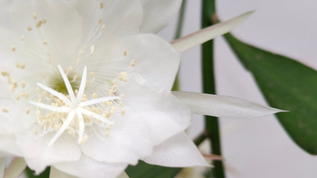 Photo of Wijayakusuma Flower or also called Wiku Flower (Disocactus anguliger) is a type of cactus plant originating from Mexico. This plant is cultivated as an ornamental plant.の写真素材