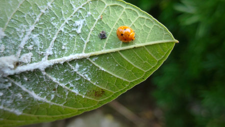 Photo of Coelophora inaequalis and White lice on a leaf. This photo can be used for learning,...