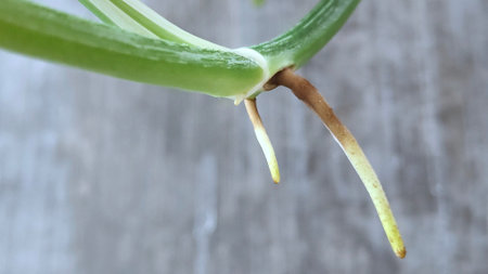 Photo of the roots of the pothos plant, Photo can be used for learning, presentations, biodiversity,...