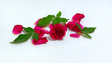 Photo of some rose petals and leaves isolated on white background Photo is suitable to show affection.の写真素材
