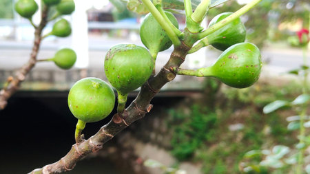 Green unripe figs, planted in the yard.