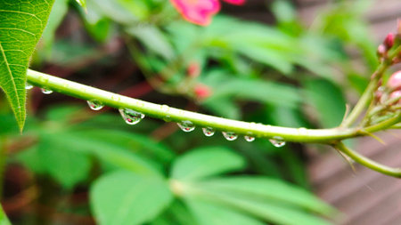 Photo of dew on plants. This photo can be used for background, wallpaper and so on.