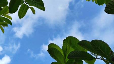 Guava tree leaves against a blue sky background, with empty space to place your design.の写真素材