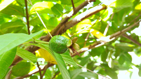 Closeup of green guava fruit that is still unripe and stuck to the treeの写真素材