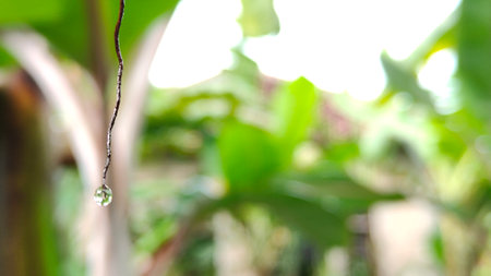 Photo of dew on banana leaves in the morning. This photo can be used as a background, wallpaper, and so onの写真素材