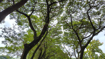 View of trees with lush leaves and trunks growing in a tropical forest. Trees along the road. Trees...