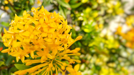 Beautiful Yellow Ixora flower with green leaves is blooming in the garden.の写真素材