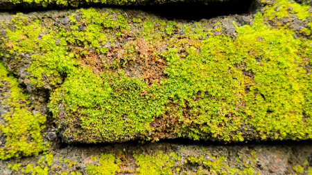 Mossy Rocks Image. This photo can be used for presentation, education, background, wallpaper and so on.の写真素材