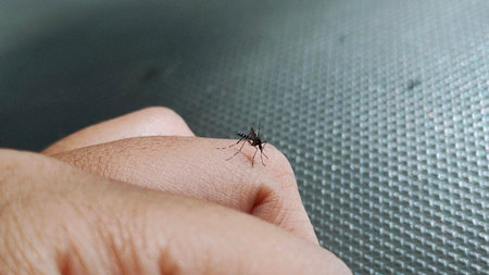 Mosquito bites on the hand, mosquito bites are dangerous because they cause disease. Be careful not to let mosquitoes bite to prevent disease.の写真素材