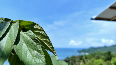 leafy branches and blue sea view, beach view, tropical areaの写真素材