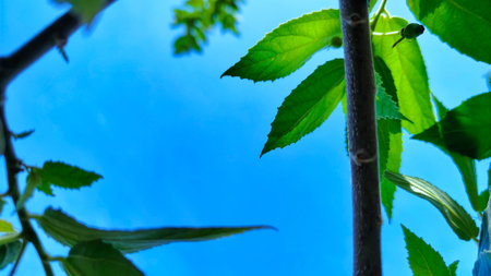 Looking Up Through Tree Branches and Leaves to a Clear Blue Sky