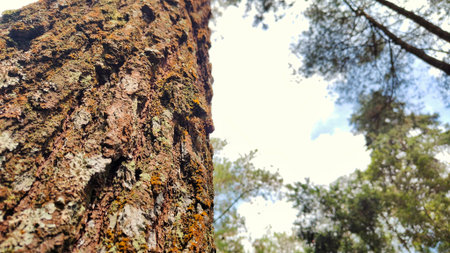 Close-up of Pine Tree Trunk in Forest, Close-up view of pine tree trunk in forest with sky visible