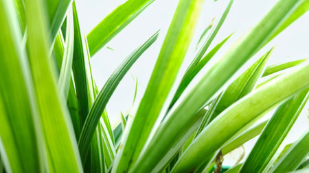 Close up of a bright green and white striped plant leaf