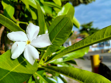 Cerbera Odollam Gaertn or Apocynaceae or pong pong in the middle of green leavesの写真素材