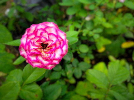 Pink Rose in Bloom with green leaves background
