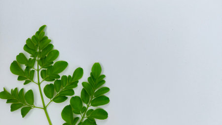 Close-up of fresh Moringa leaves isolated on white backgroundの写真素材