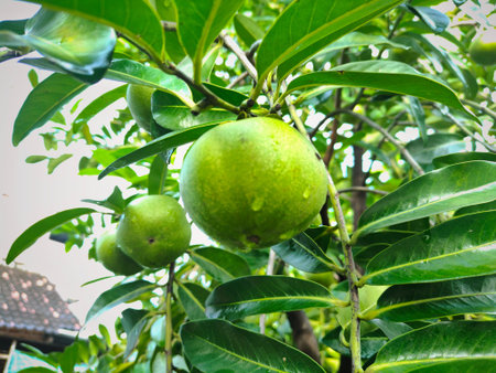 Black Sapote fruit hanging on a tree, planted in the yardの写真素材