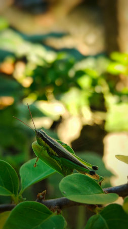 Grasshopper on Green Leaf