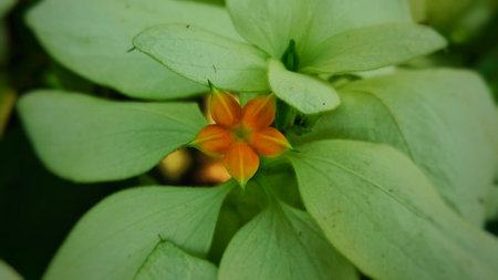 A star flower blooming in a garden. Images like this are often used for floral designs, decorative concepts, natural backgrounds, or gardening themes.の写真素材