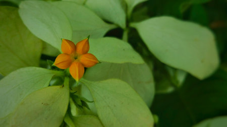 A star flower blooming in a garden. Images like this are often used for floral designs, decorative concepts, natural backgrounds, or gardening themes.の写真素材