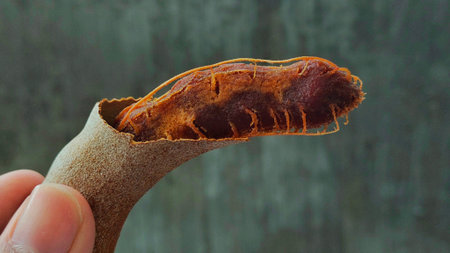A hand holding a tamarind fruit against a cement wall. This photo can be used for food content,...