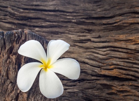 frangipani flower  Plumeria  on woodの写真素材