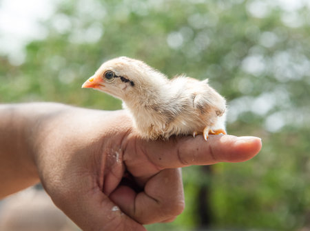 chick on the palm