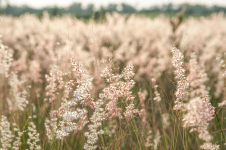 Little grass in the field, before the sun is falling.