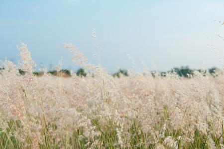 Little grass in the field, before the sun is falling.の写真素材