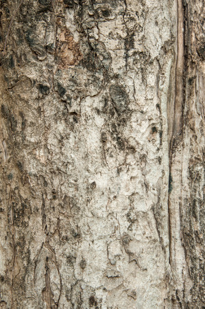 Surface of the treeの写真素材