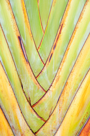 traveler's palm  patternの写真素材