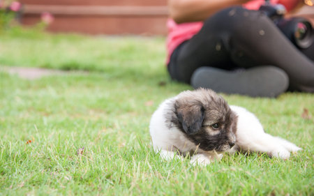 Puppy on lawn
