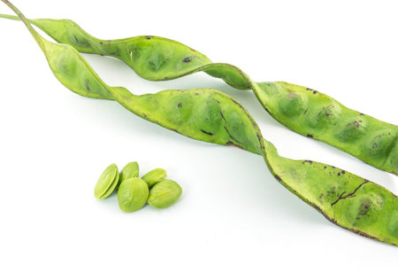 Stink bean (Parkia speciosa Hassk.) Native vegetation in the south of Thailand.