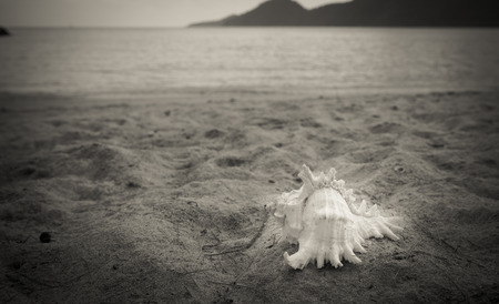 Shells on the beach with the surf is calm.の写真素材