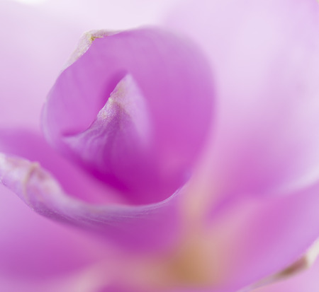 Field of Siam tulip or Curcuma alismatifolia. Taken in the near termの写真素材