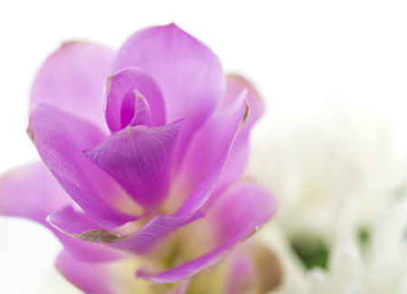 Field of Siam tulip or Curcuma alismatifolia. Taken in the near termの写真素材