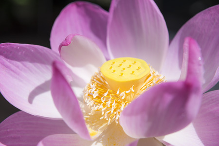 Lotus bloom in the morning and taking a closer.の写真素材