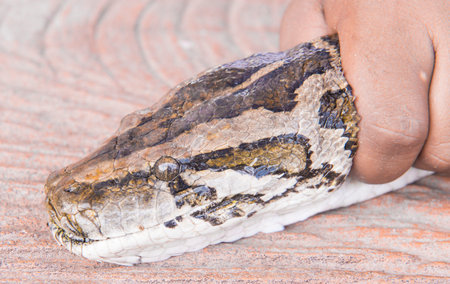 the head of the python.