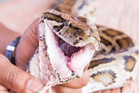 the head of the python with snake teeth.