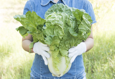 Fresh lettuce are in the hands of women.の写真素材