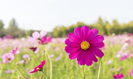 Cosmos flowers in the central park of natural light.の写真素材