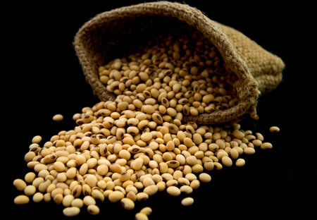 Soybean in sack on a black background.の写真素材