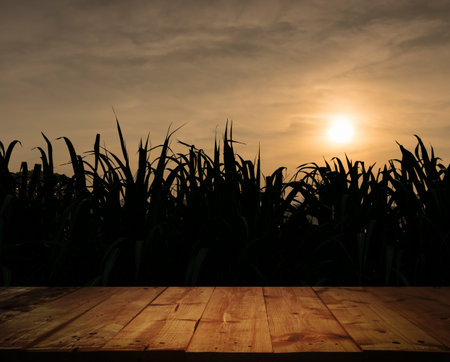 On top of an empty wooden table with sugar cane and evening sun. Of summer For show and advertising...