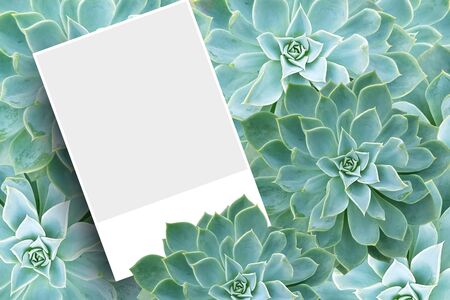 Blank postcard or brochure mockup template on green rock rose cactus.の写真素材