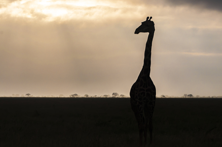 Giraffe at the sunriseの写真素材