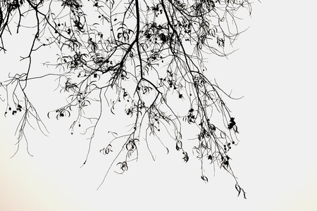 branchesの写真素材