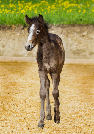 The foal stands on the pitch and looks out.の写真素材